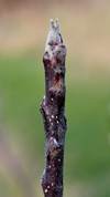 Ahrista buds in januar